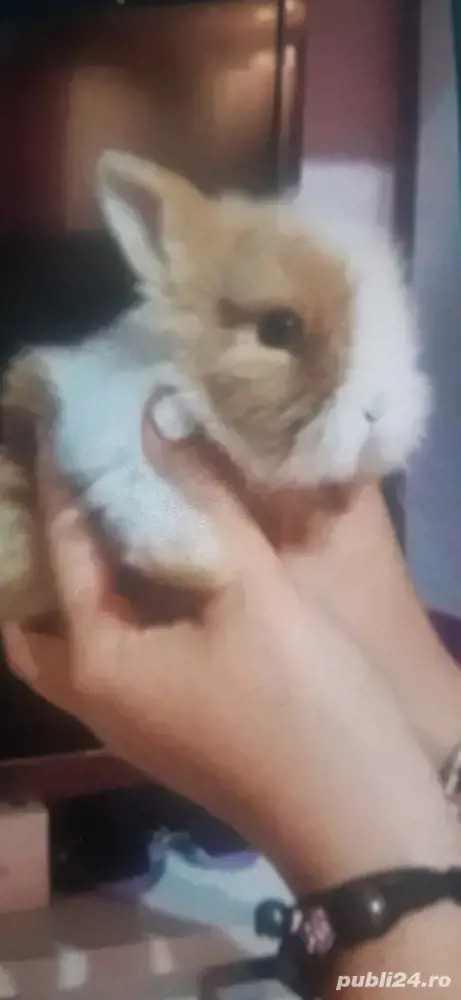 pui mici de iepuri Mini Toy pui mici de iepuri Mini Toy