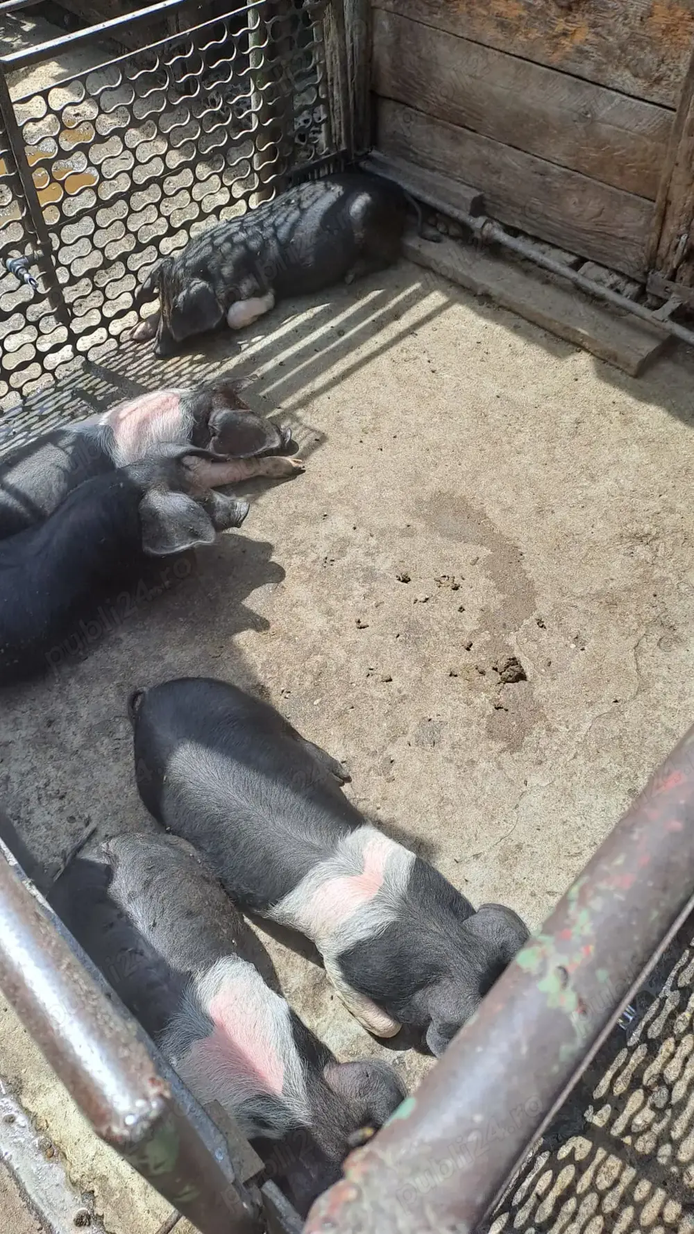 purcei sănătoși, grăsuți și frumoși