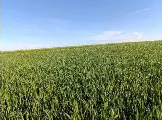 Teren Extravilan Albesti Paleologu, ID: R2586757