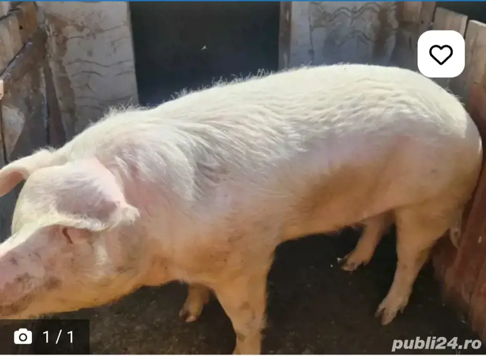 Vier de vanzare Vier de vanzare