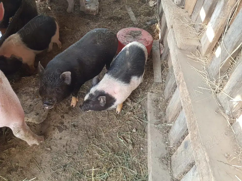 Purcei vietnamezi Purcei vietnamezi