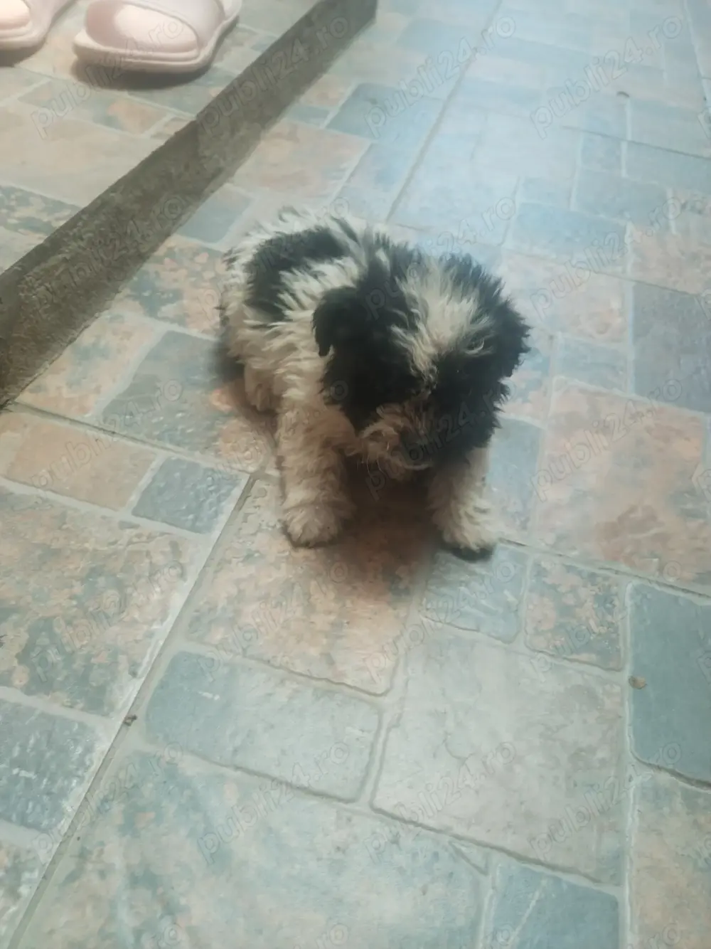 Bichon havanez de vanzare