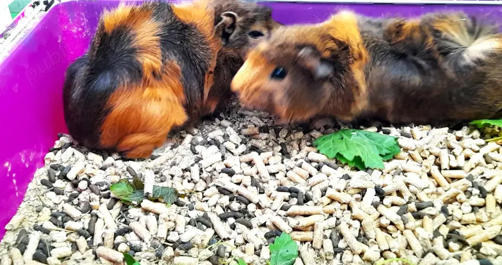 Porcusori de Guineea