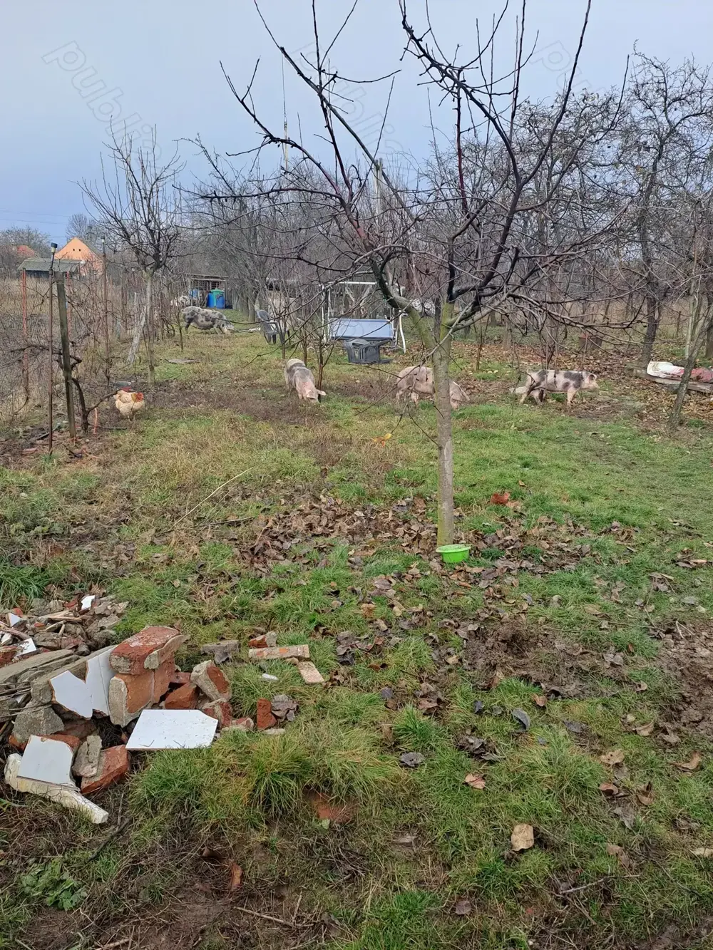 Vind porci grasi și scroafe gestante