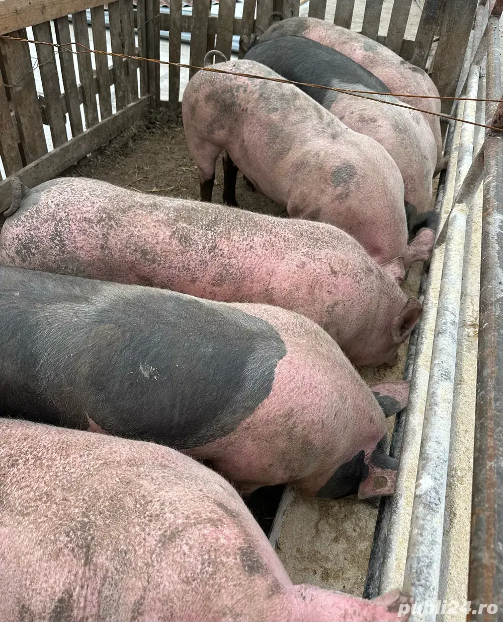 Producator local porci