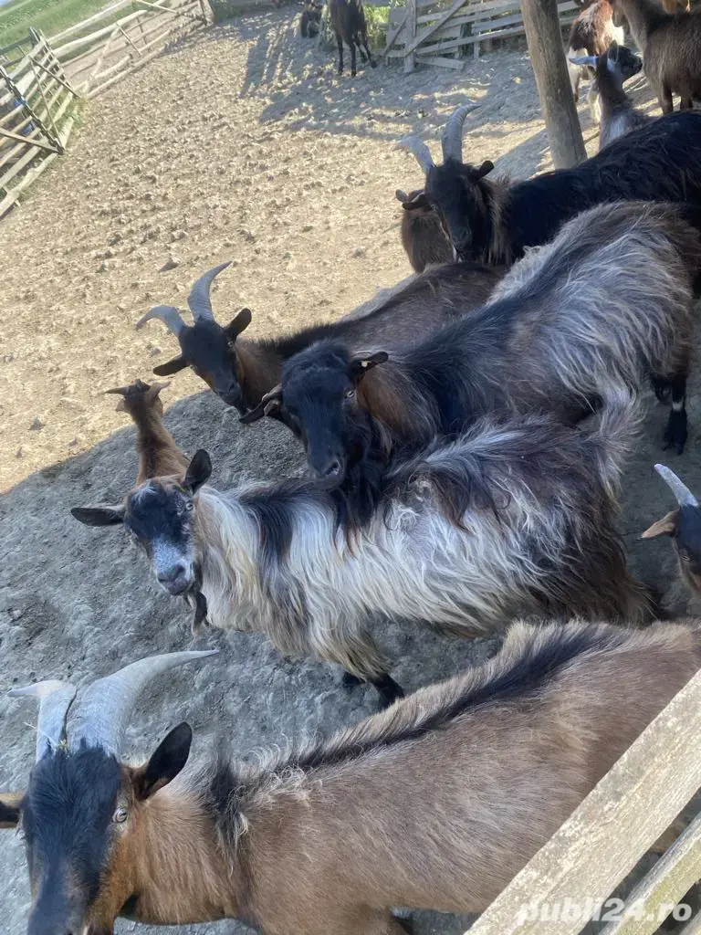 vând țapi și iezi. vând țapi și iezi.