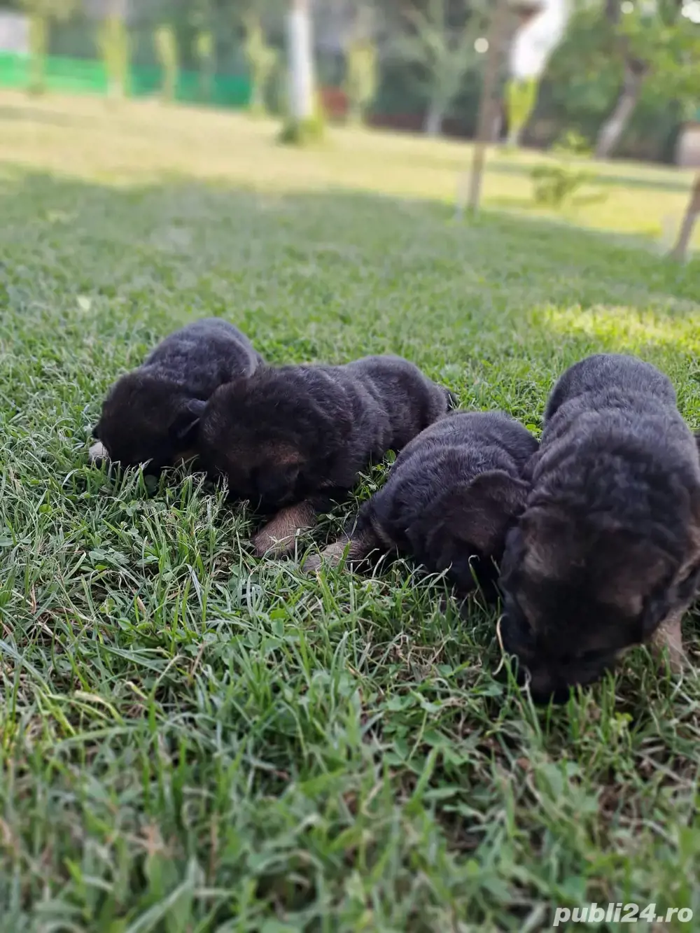 Vand pui ciobanesc german 