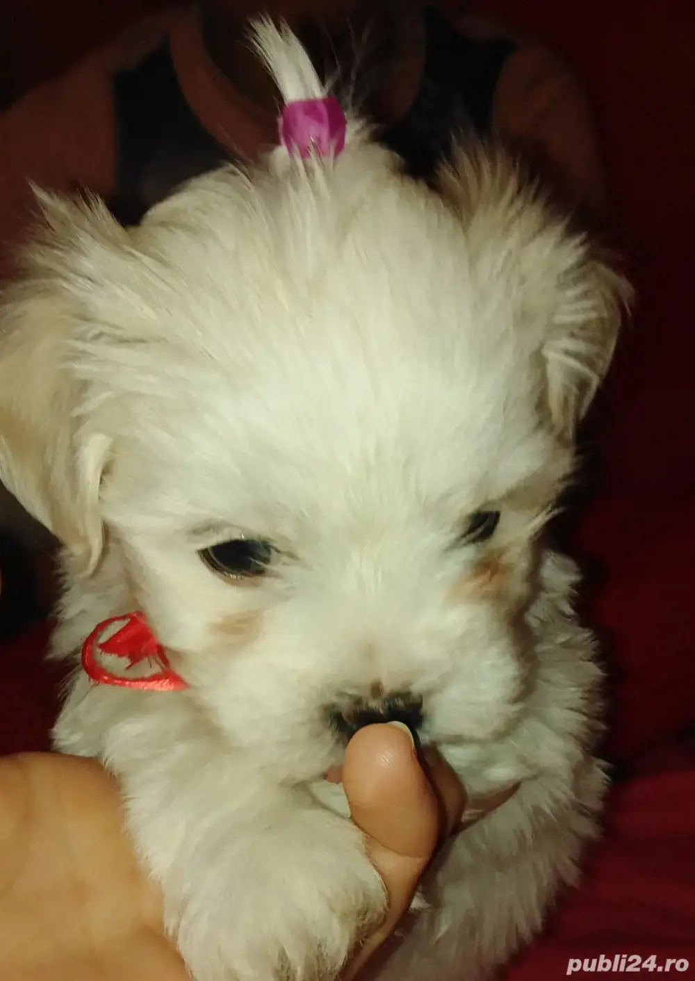 Bihon Maltez Originali