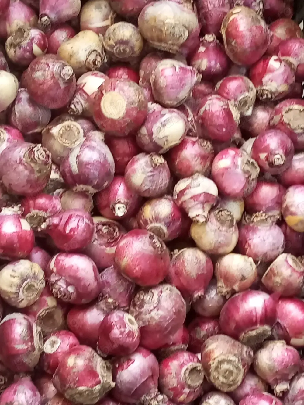 Bulbi zambile albastre și roz batute