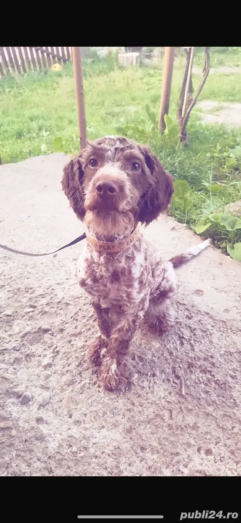 de vânzare  de vânzare