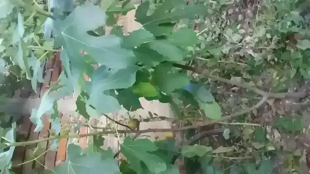 Vând smochin de grădină 