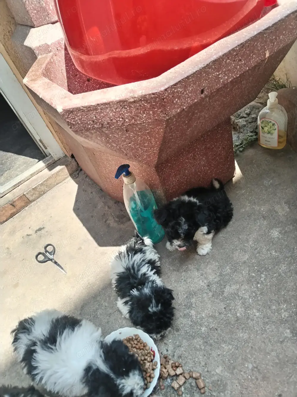 Caini Bichon havanez