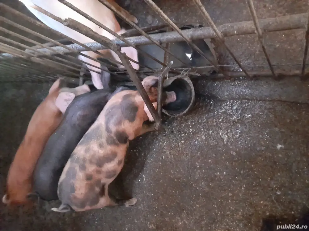 șoldani de vânzare