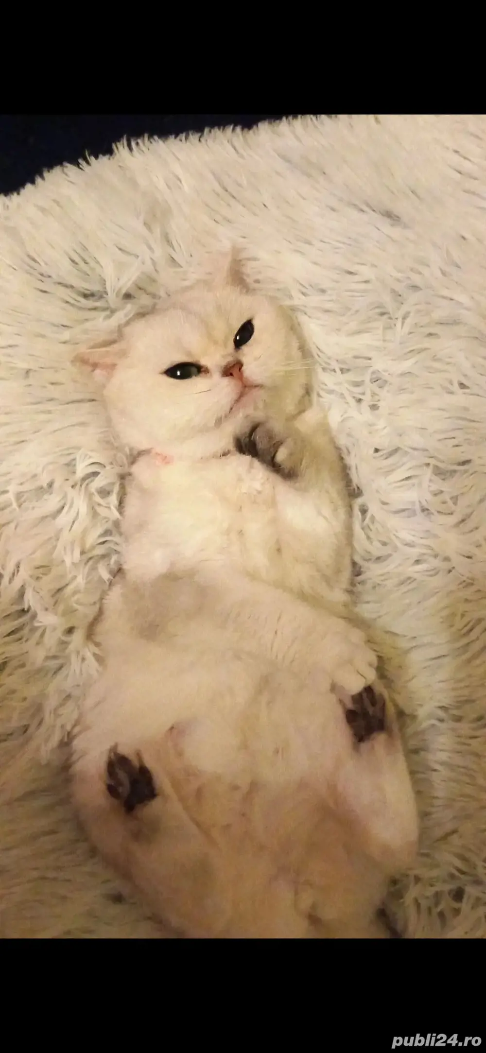 Vând British Shorthair Silver  Vând British Shorthair Silver