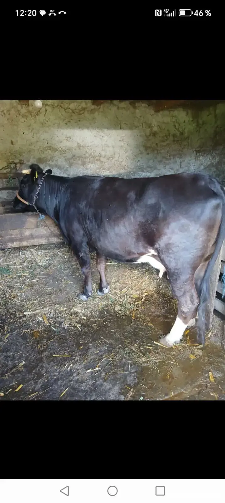 achizitii vaci.tauri