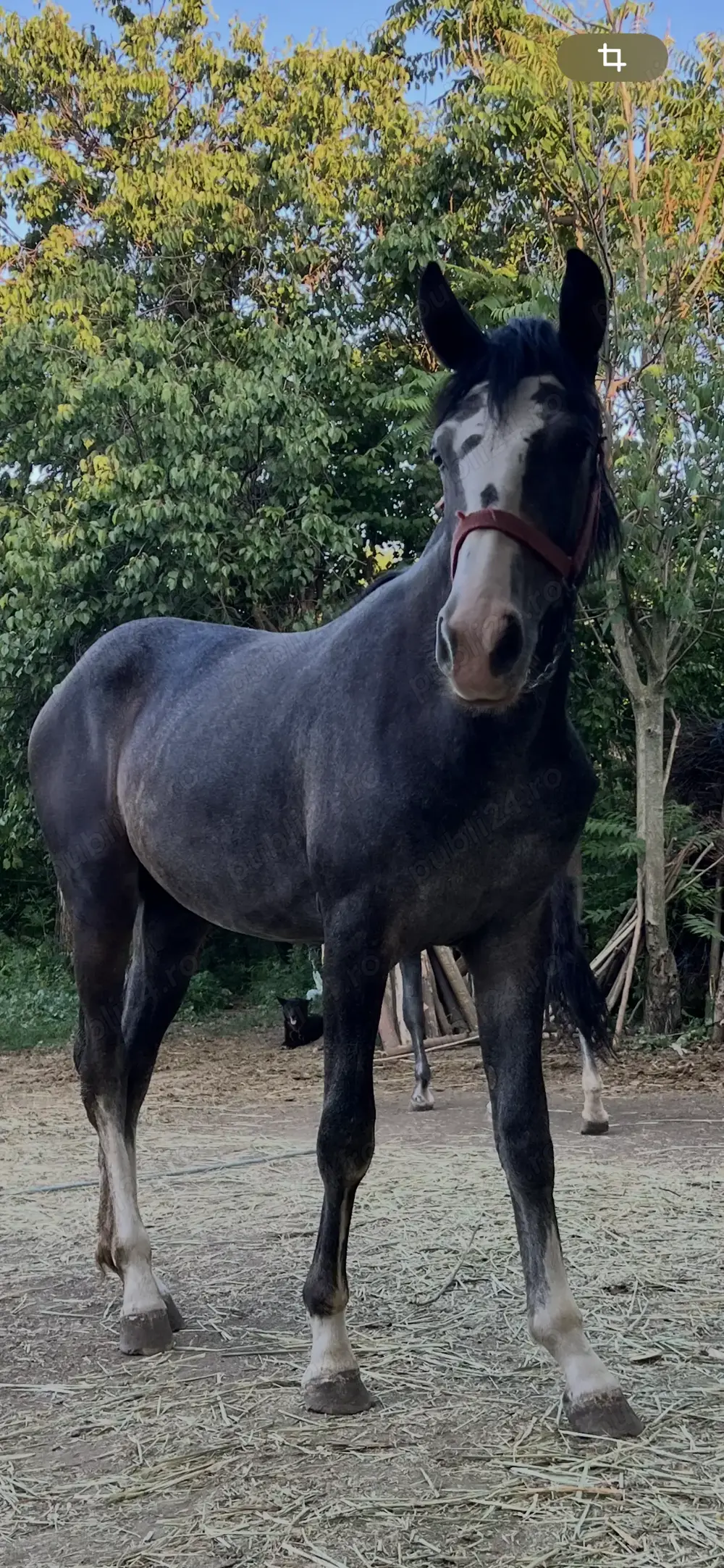 Vând manza ,exemplar frumos.