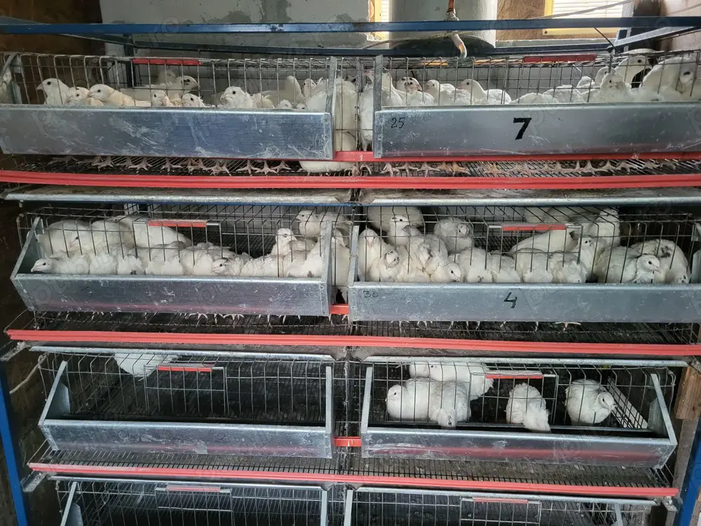 Vand Oua de prepelita Polara Gigant