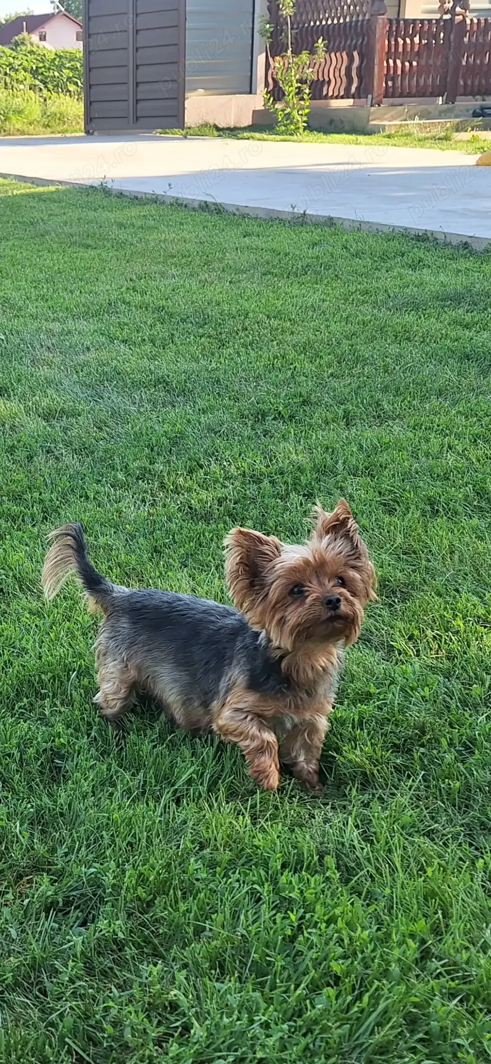  pui yorksire terier mini Toy