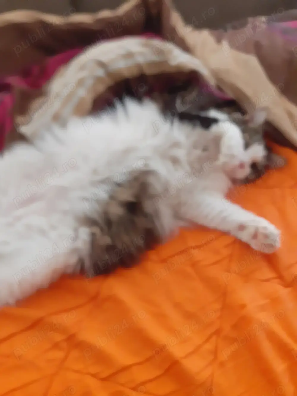 Donez pisoi deosebit de 4 ani sterilizat.