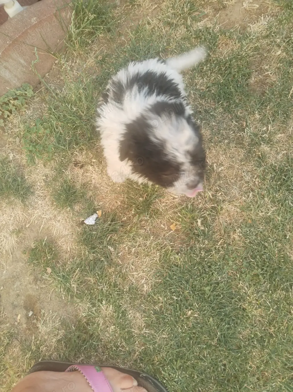 Catei Bichon havanez 