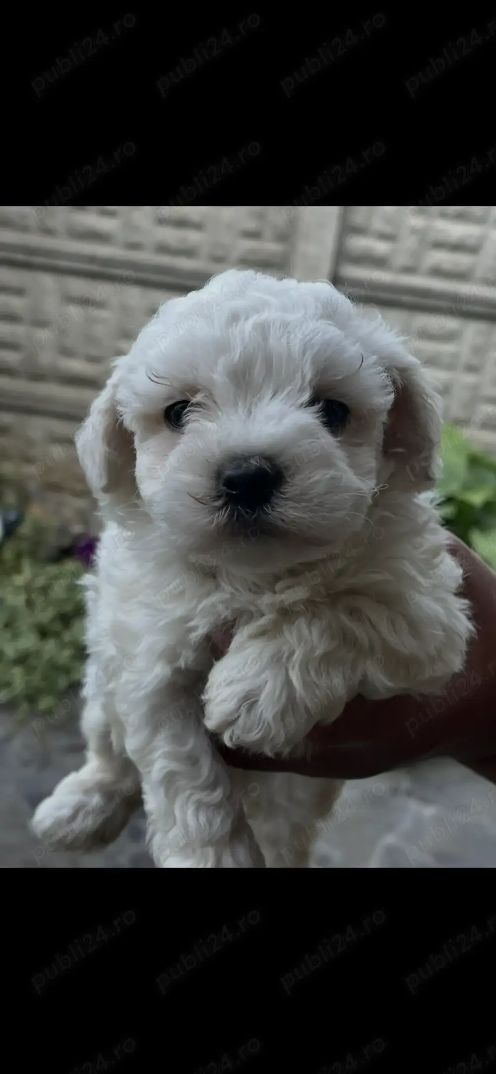 Van bichon maltez Van bichon maltez