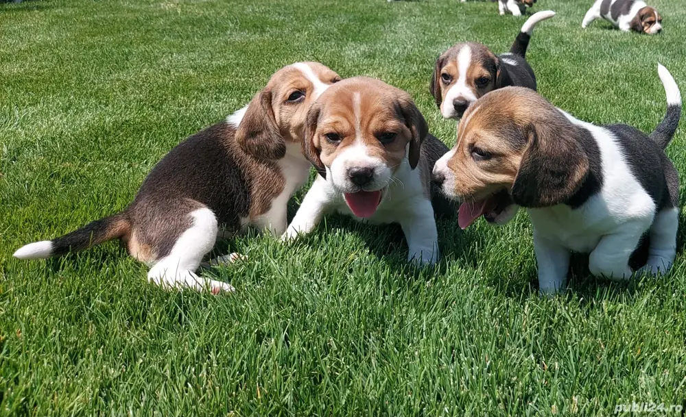pui Beagle 