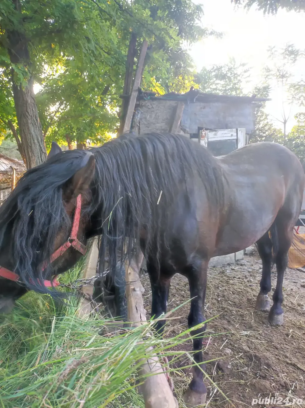 Armasar 5ani corcitura