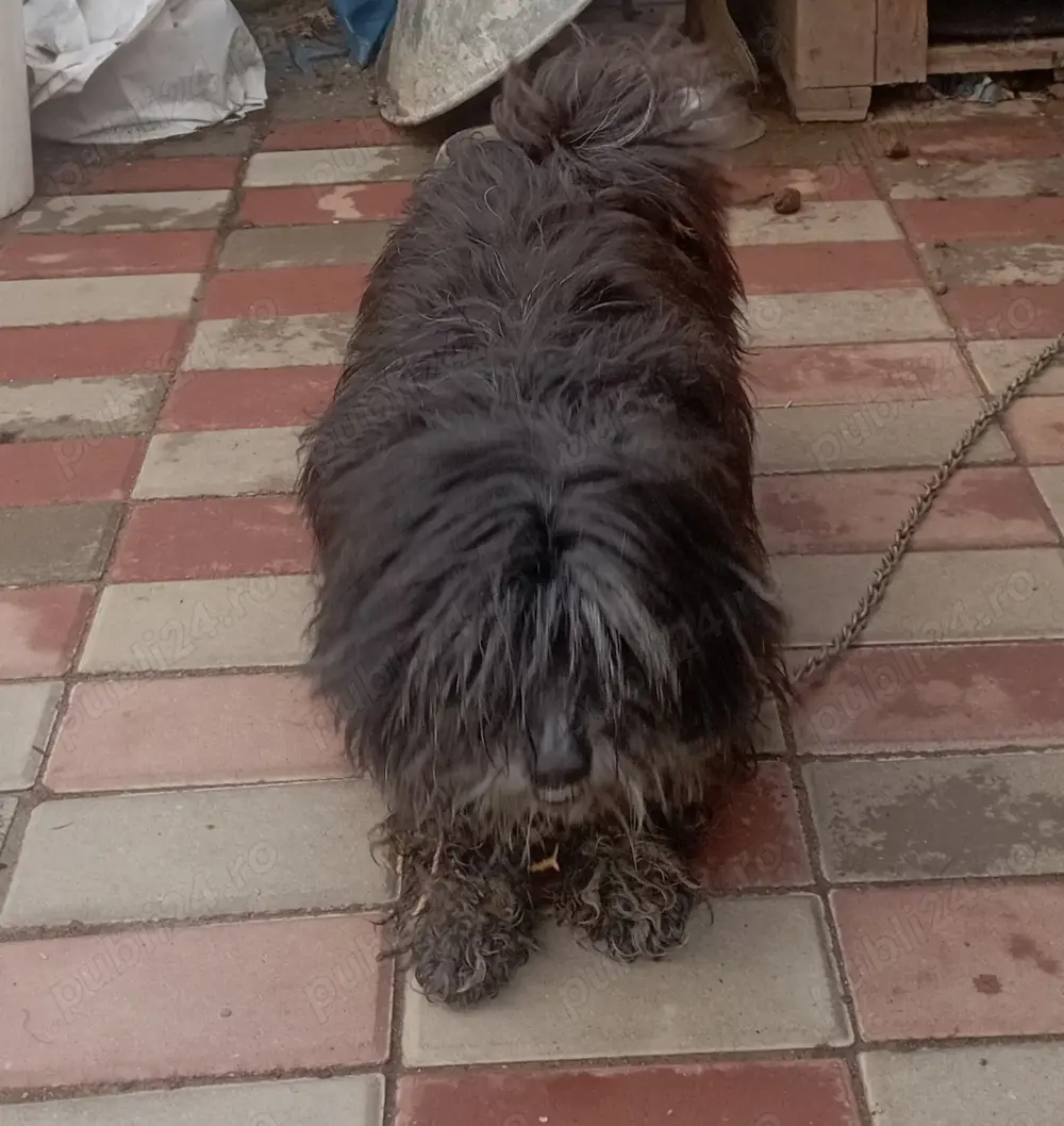 Vând femela Bichon maltez