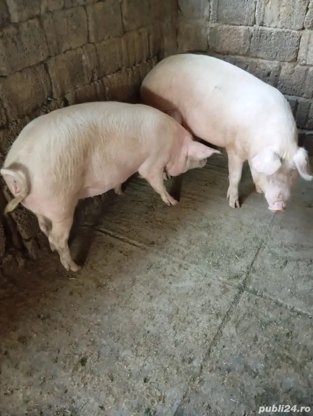 Porci de carne Porci de carne