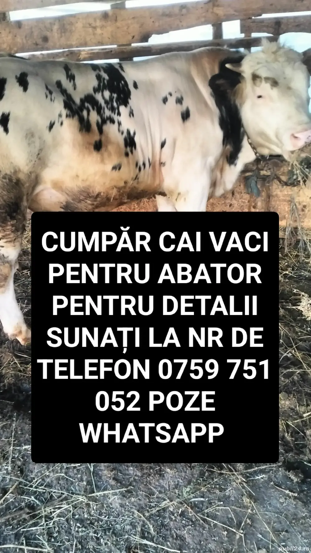 Achiziții Cai vaci pentru abator 