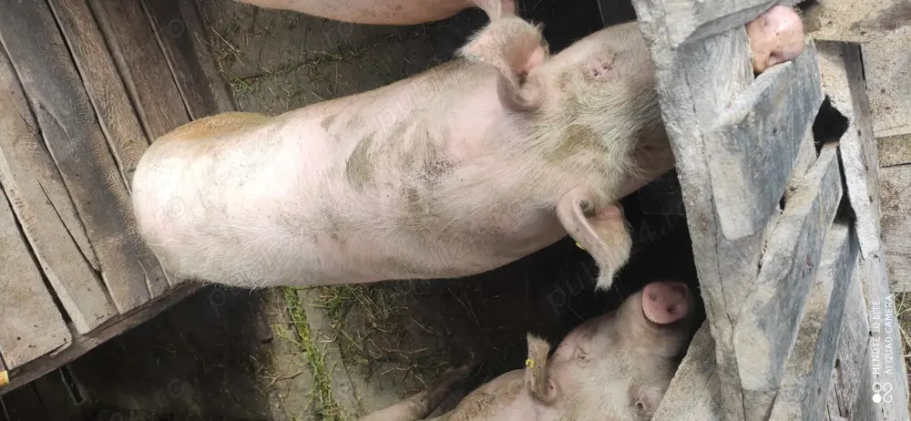 Vând porc crescut bio la curte Vând porc crescut bio la curte