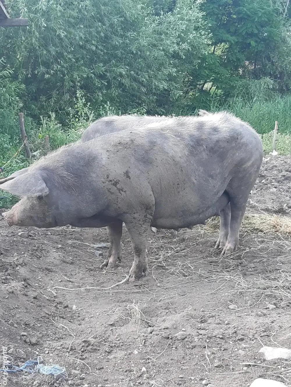 Scroafa gestanta petrean