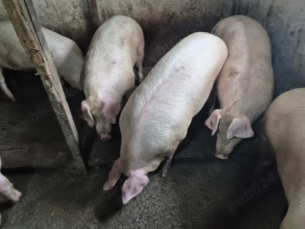 Porci 100-180kile Pick