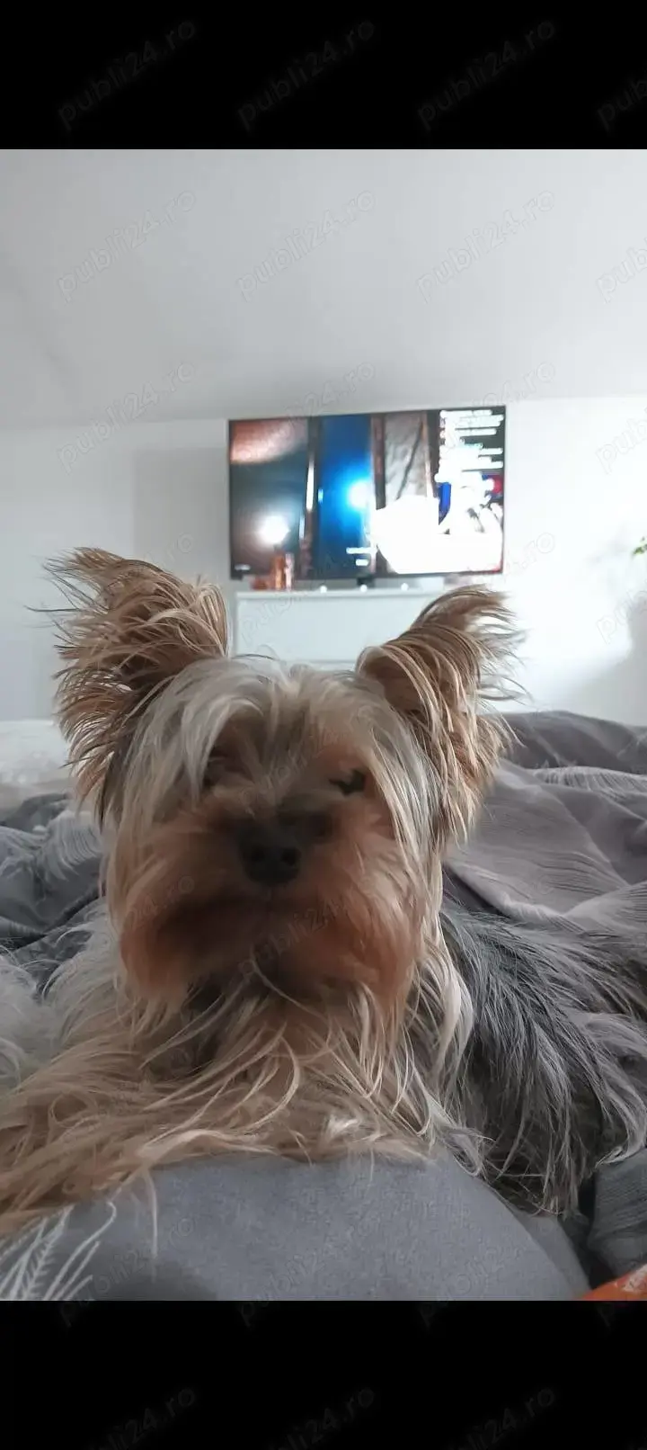 Mascul Yorkie Toy in cautare de partenera