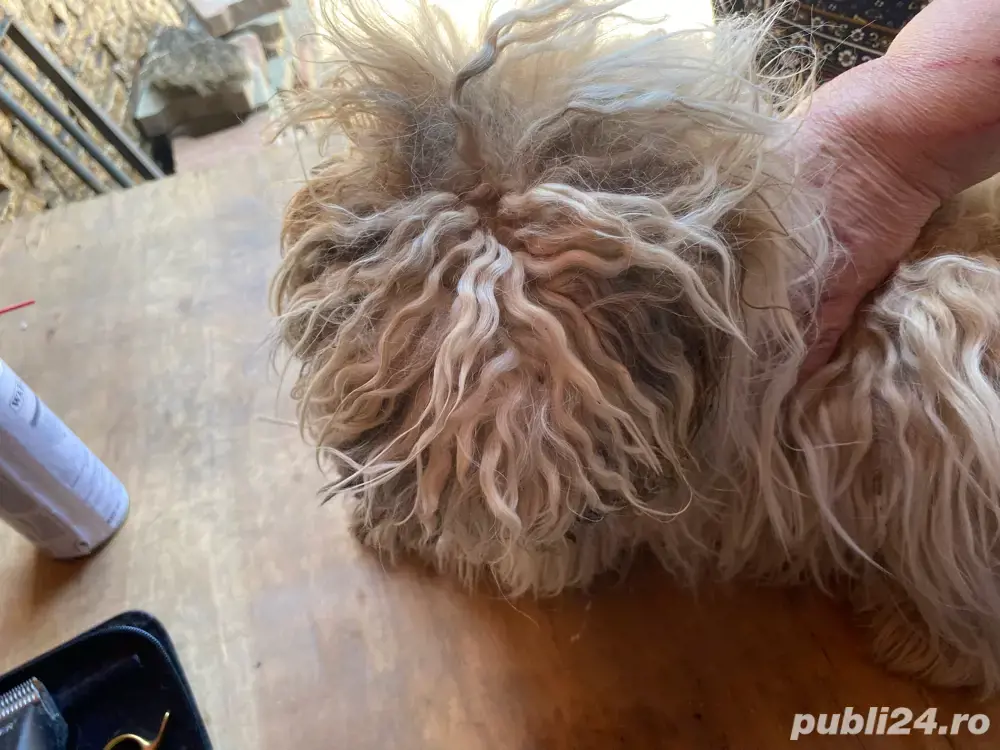 Tuns caini si pisici la domiciliu