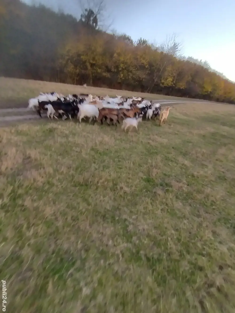 capre de vînzare  capre de vînzare