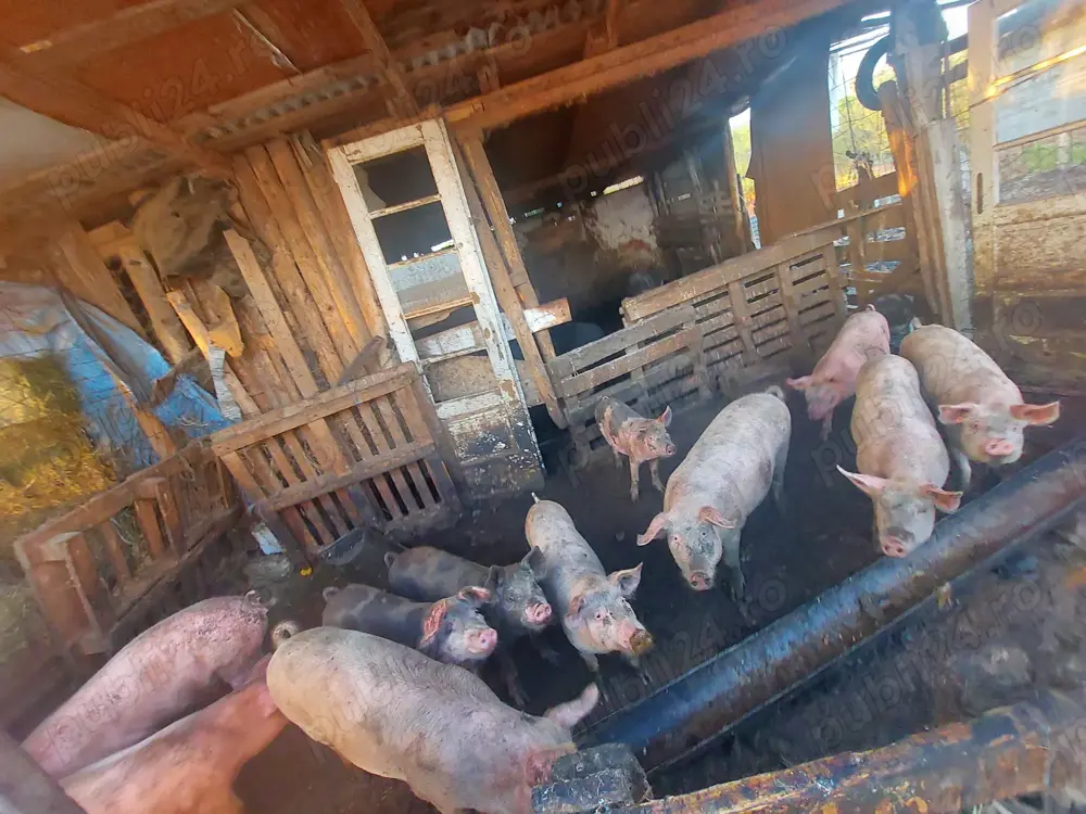 Vând purcei și porci grași, de taiat