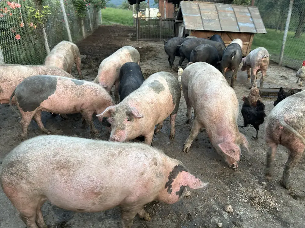Porci de vânzare, carcasă sau în viu