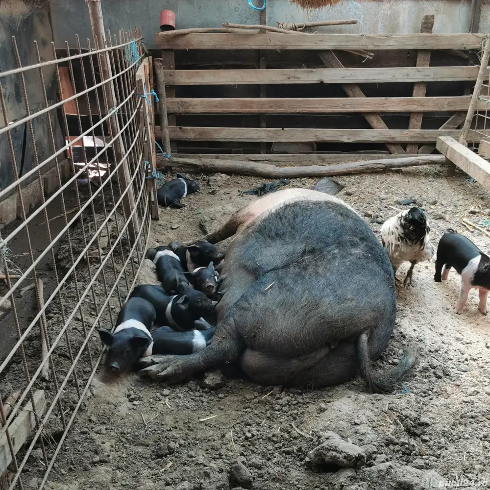 Porci Bazna de vânzare 