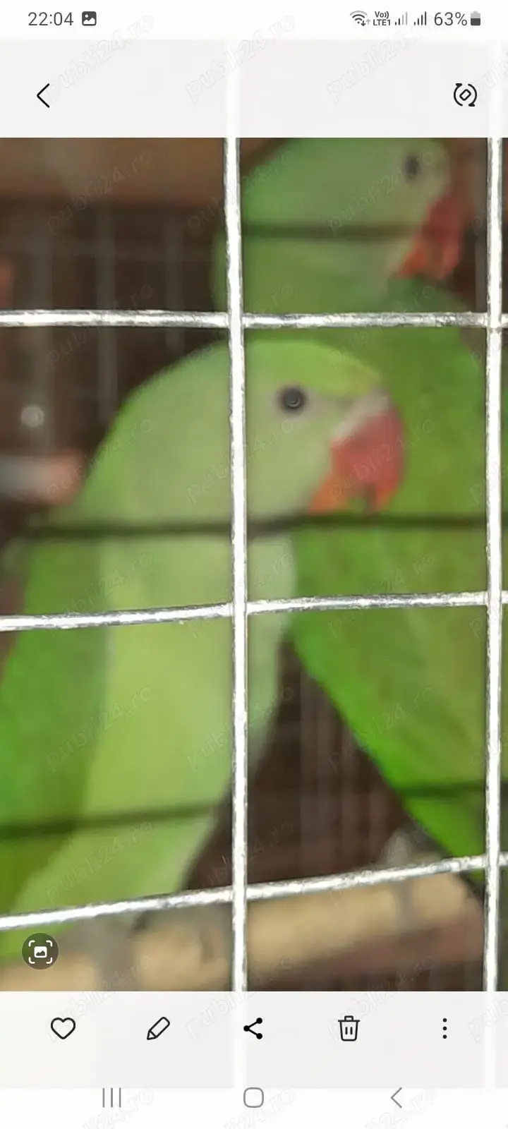 Păsări exotice de companie  Păsări exotice de companie