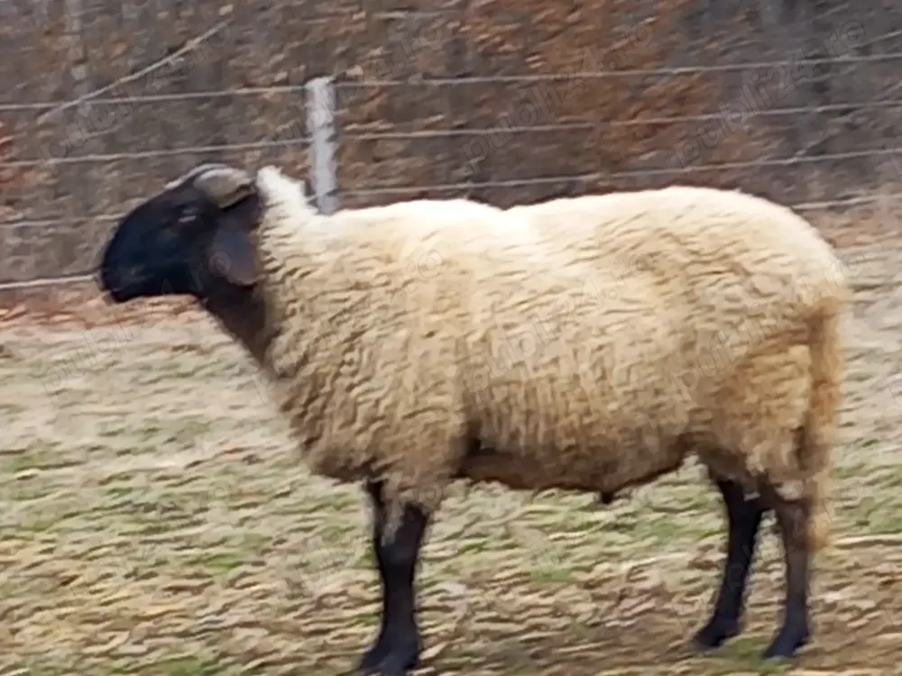 Berbec carabas de vânzare  Berbec carabas de vânzare