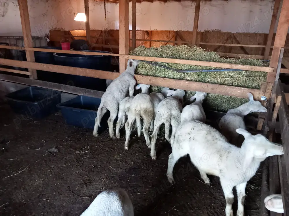 Berbecuti lacaune de vânzare  Berbecuti lacaune de vânzare