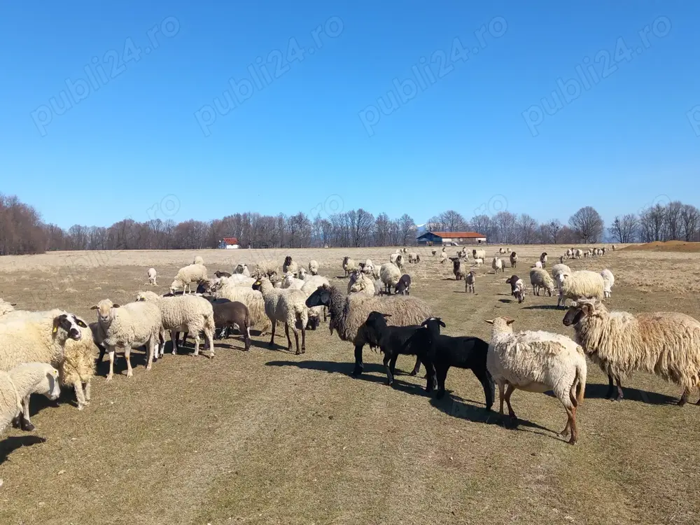 Oi  de  vânzare  Oi  de  vânzare