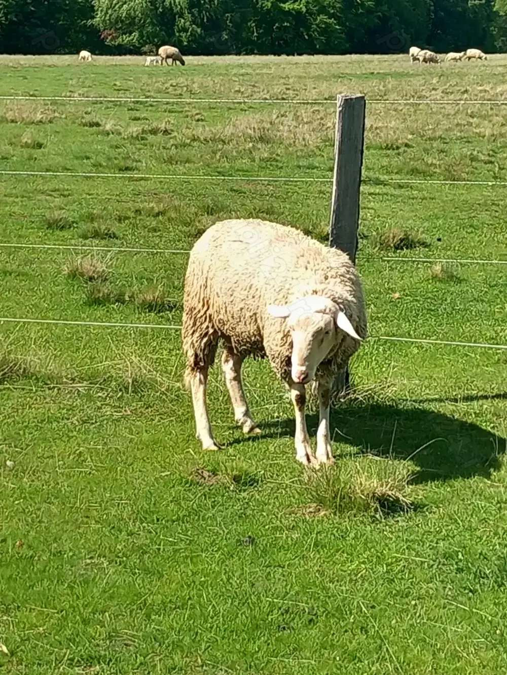 Berbeci lacaune de vânzare 