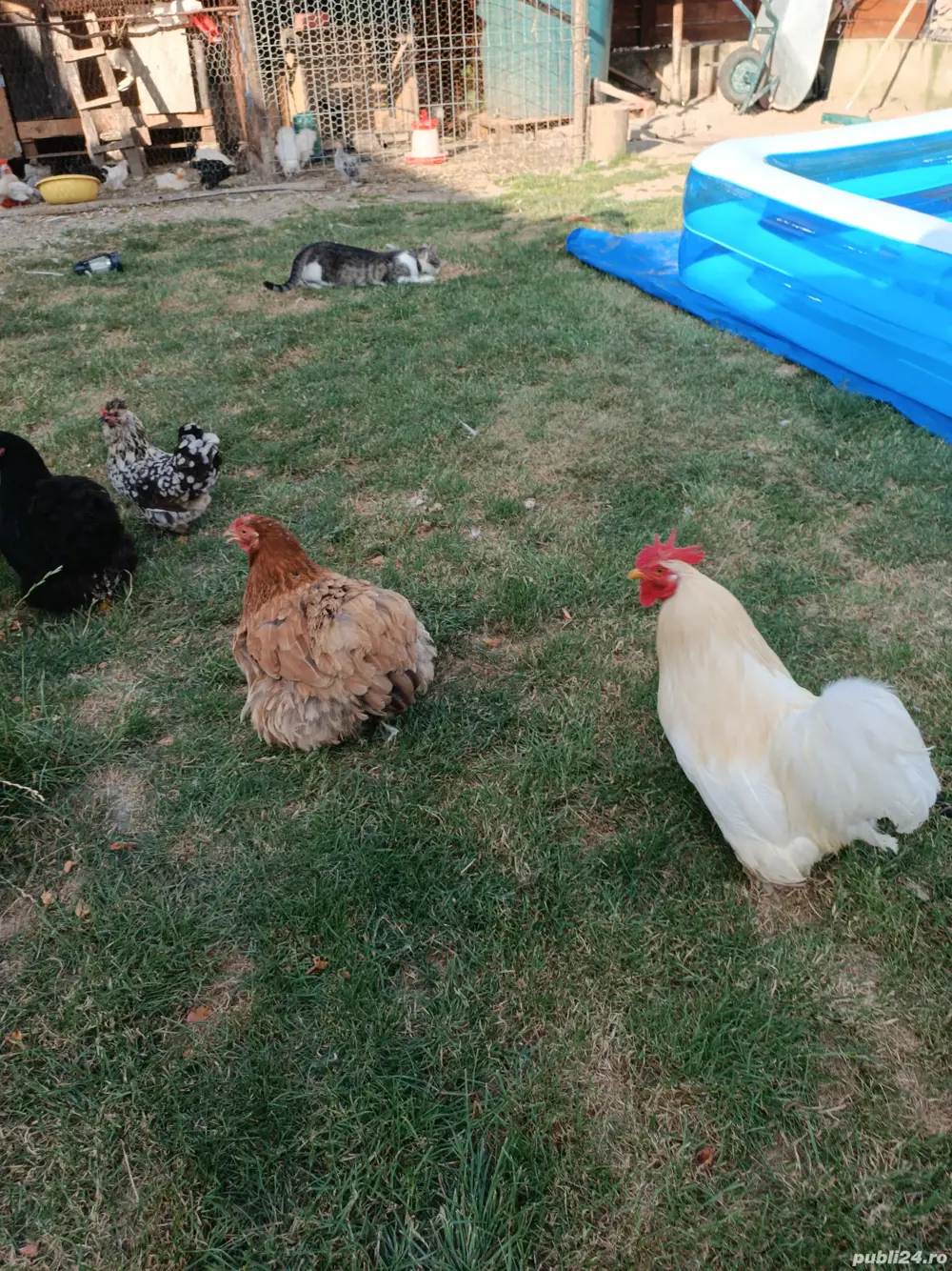 vand sau schimb cu diverse  vand sau schimb cu diverse