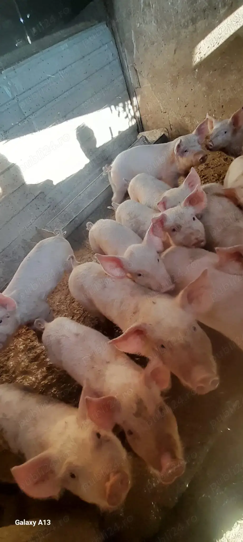 Purcei de vanzare  Purcei de vanzare