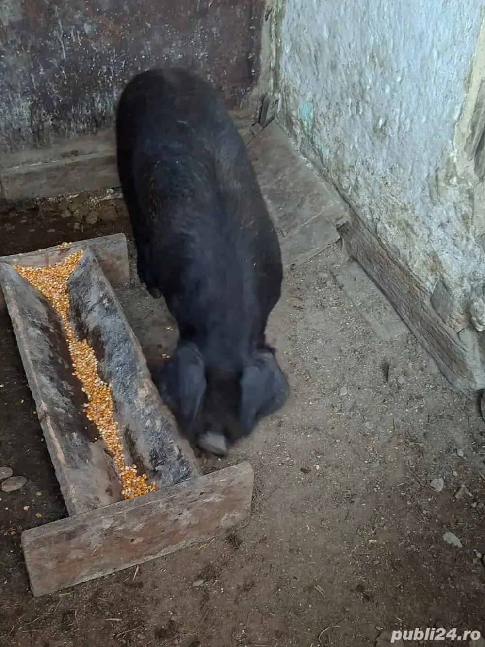 vier duroc  vier duroc