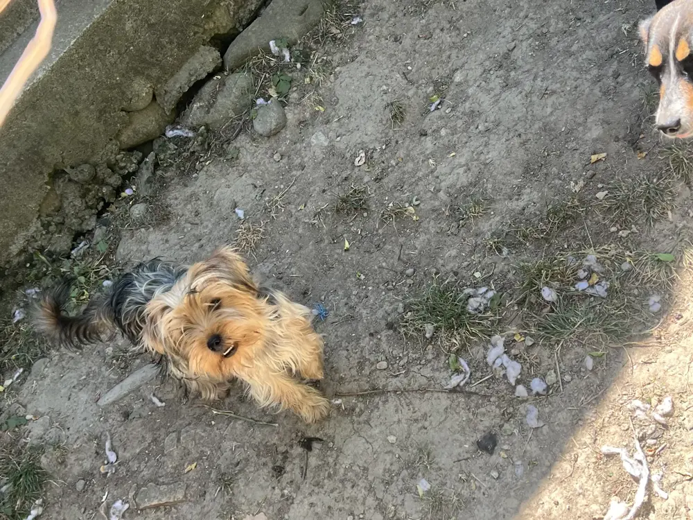 Yorkshire Terierr vaccinati Yorkshire Terierr vaccinati