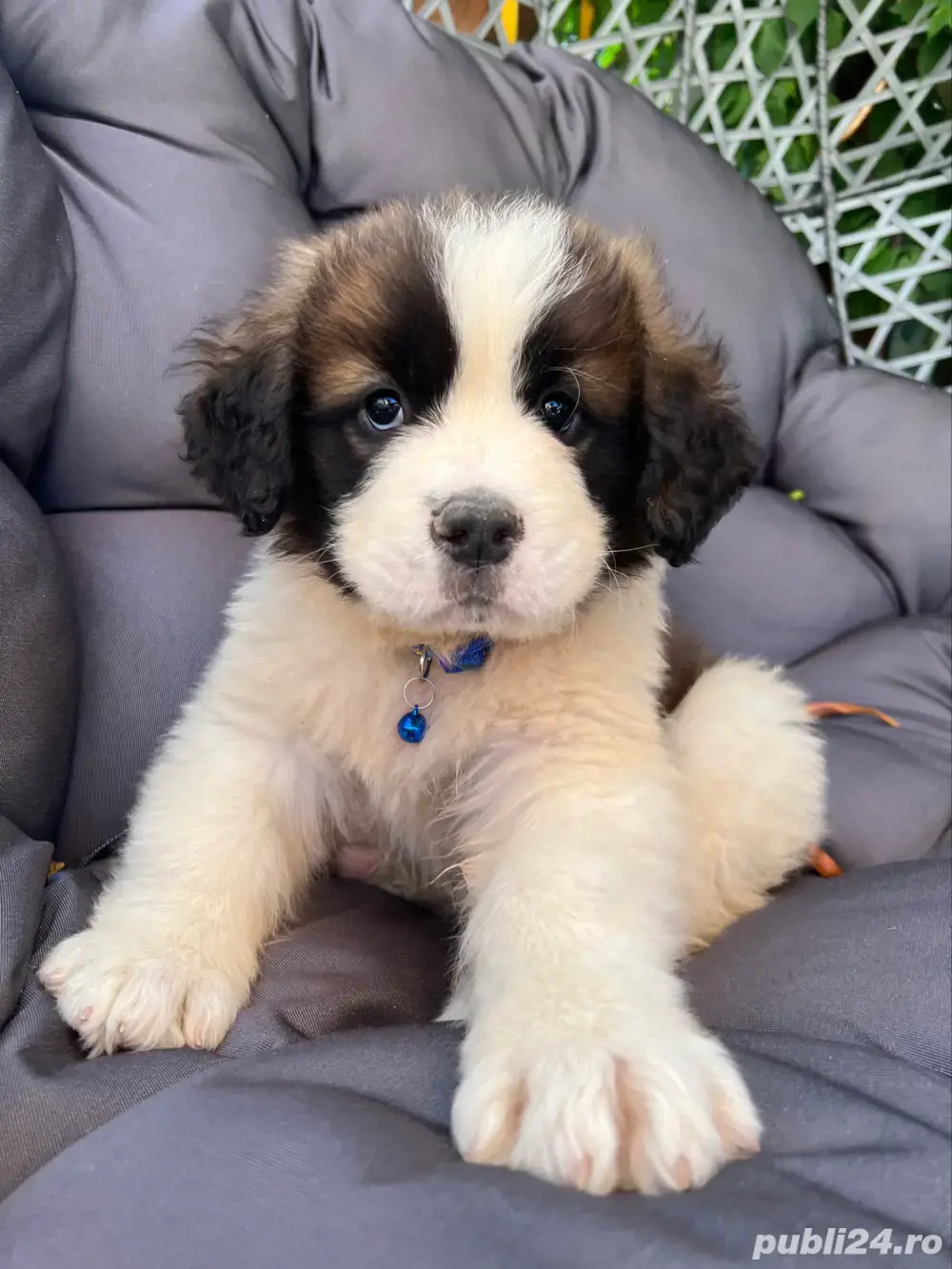 Cățel Saint Bernard