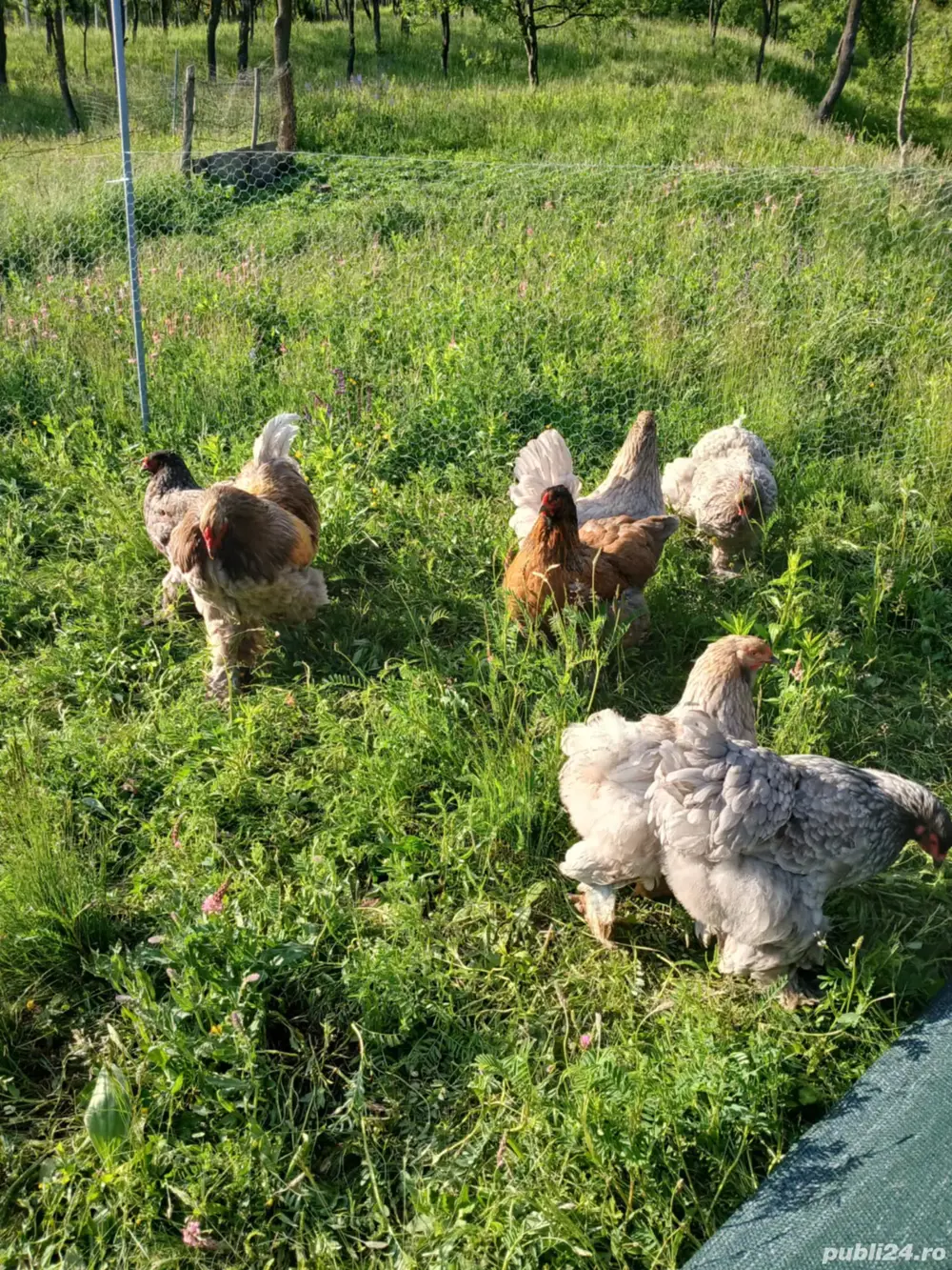 familie brama albastru cocoși 